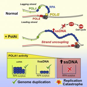 ssDNA Enables Strand Uncoupling