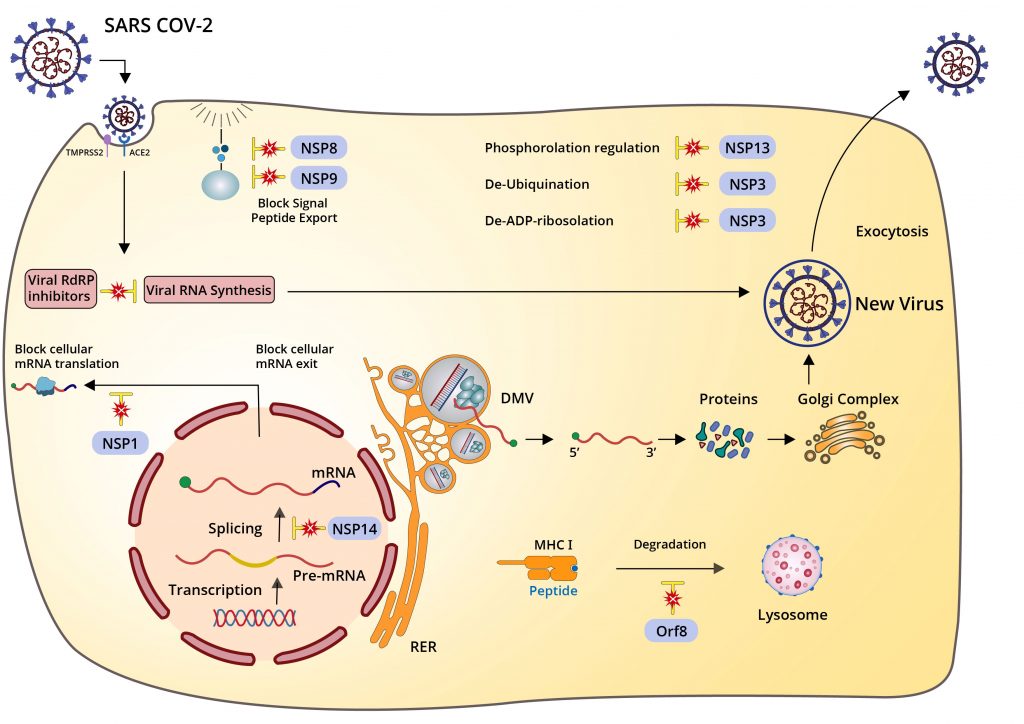 Figure 1: Mechanisms of nonspecific immune suppression.